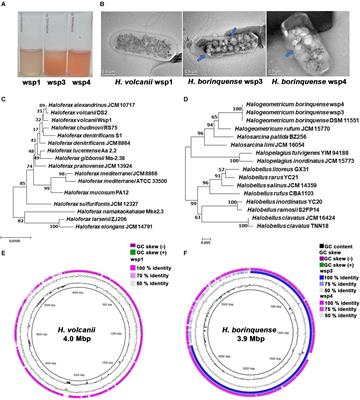 Biochemical and Taxonomic Characterization of Novel Haloarchaeal Strains and Purification of the Recombinant Halotolerant α-Amylase Discovered in the Isolate